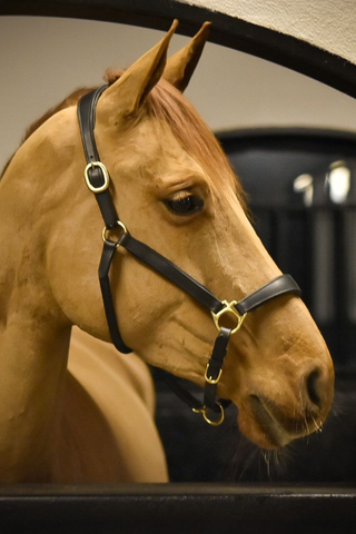 Lædergrime Anatomisk