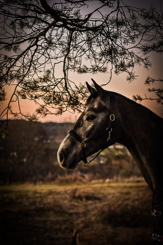 Lædergrime Anatomisk