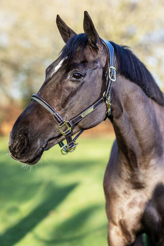 Rope Control Headcollar