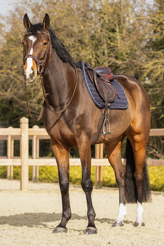 Schabrak Firenze Navy