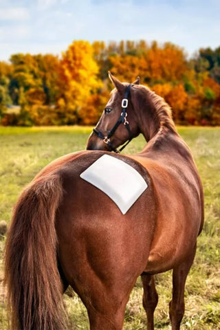 Animal Removal Wipe 12x18cm 30 stuks