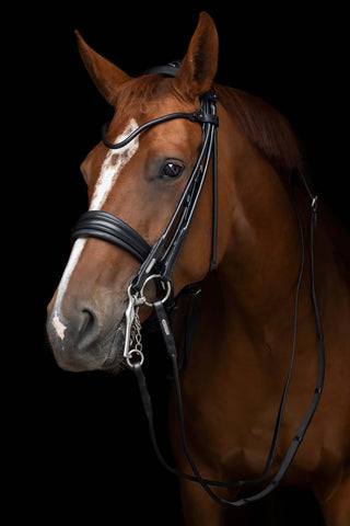 Edinburgh Kandar Nasenriemen