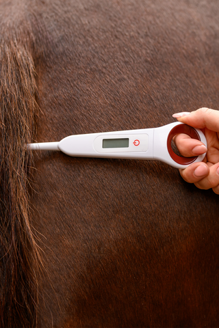 Thermomètre numérique pour cheval