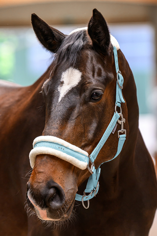 Licol Élégant Bleu Clair
