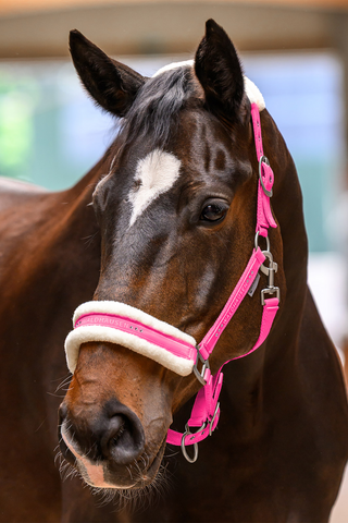Elegantes Halfter Rosa