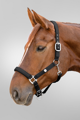 Trinidad Halfter Schwarz