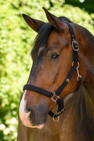 Trinidad Halfter Schwarz