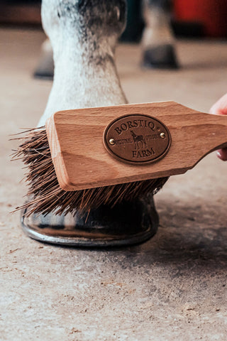 Borstel Islänningen