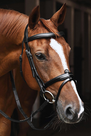 Signature Flash Trense Schwarz