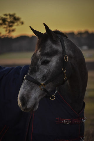 Lædergrime Anatomisk