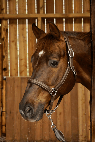 Dyón Lädergrimma 2-i-1 Working