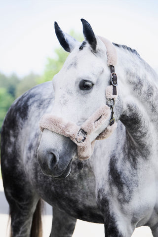 Complete Halfter Platinum SS24