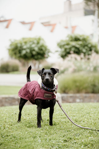 Original Hundtäcke 160g