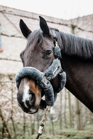 Sheepskin Halter Grey