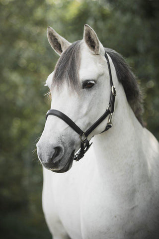 Lederhalfter Basic Slim Braun